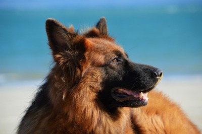 Brody Von Hause Berg